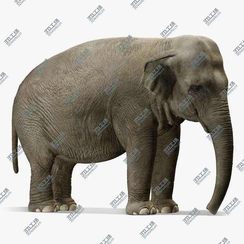images/goods_img/202105073/Asian Elephant/1.jpg